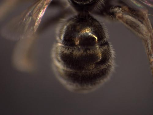 Réf. 335 142 : Seladonia sp.